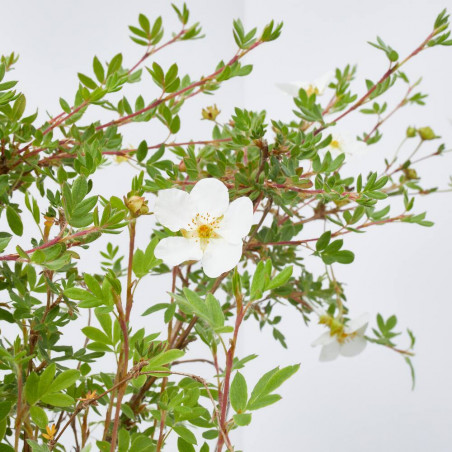POTENTILLA MACETA 3L