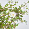 POTENTILLA MACETA 3L
