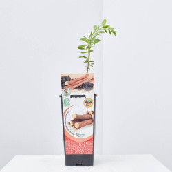 REGALIZ 2L RESIDUO CERO