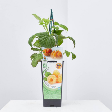 FRAMBUESA AMARILLA 2L RESIDUO CERO