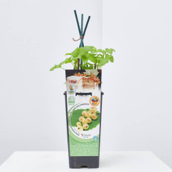 GROSELLERO BLANCO 2L RESIDUO CERO