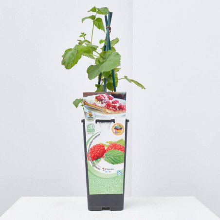 TAYBERRY 2L RESIDUO CERO