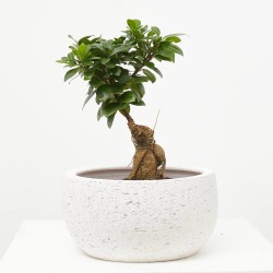 FICUS MICROCARPA GINSENG MACETA 20CM