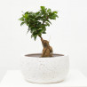 FICUS MICROCARPA GINSENG MACETA 20CM