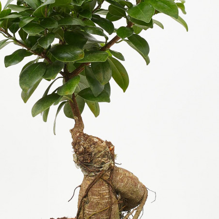 FICUS MICROCARPA GINSENG MACETA 20CM