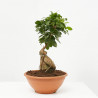 FICUS MICROCARPA GINSENG MACETA 20CM