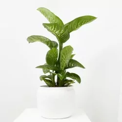DIEFFEMBACHIA TROPIC LEMON 3L