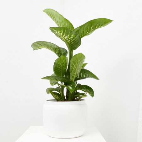 DIEFFEMBACHIA TROPIC LEMON 3L