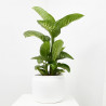DIEFFEMBACHIA TROPIC LEMON 3L