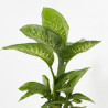DIEFFEMBACHIA TROPIC LEMON 3L