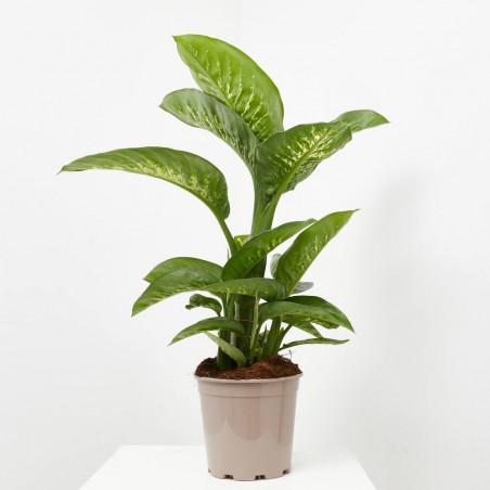 DIEFFEMBACHIA TROPIC LEMON 3L