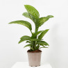 DIEFFEMBACHIA TROPIC LEMON 3L