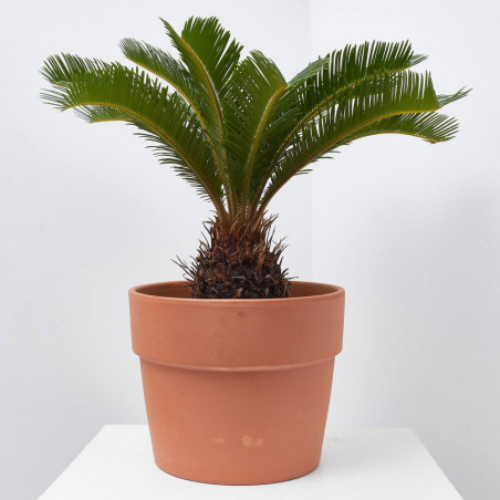 CYCA REVOLUTA MACETA 4L