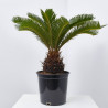 CYCA REVOLUTA MACETA 4L