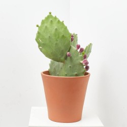OPUNTIA  MACETA 10L