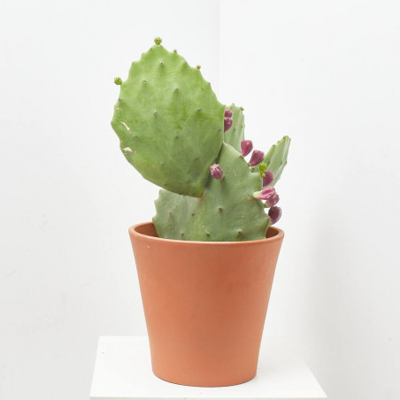 OPUNTIA  MACETA 10L