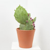 OPUNTIA  MACETA 10L