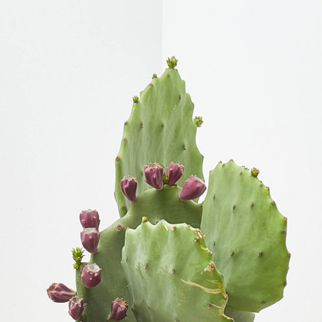 OPUNTIA  MACETA 10L
