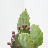 OPUNTIA  MACETA 10L
