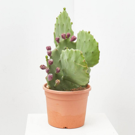 OPUNTIA  MACETA 10L