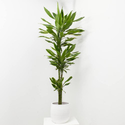 DRACAENA GOLD COAST MACETA 22CM 3 TALLOS