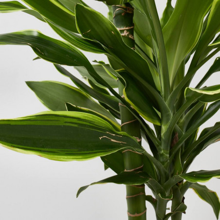 DRACAENA GOLD COAST MACETA 22CM 3 TALLOS
