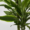 DRACAENA GOLD COAST MACETA 22CM 3 TALLOS