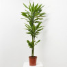 DRACAENA GOLD COAST MACETA 22CM 3 TALLOS