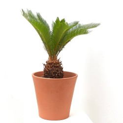 CYCA MACETA 10L