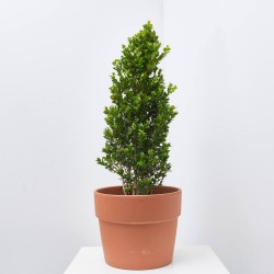 BUXUS MICROPHYLLA FAULKNER MACETA 10L CONO 40/60 CM