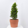BUXUS MICROPHYLLA FAULKNER MACETA 10L CONO 40/60 CM