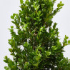 BUXUS MICROPHYLLA FAULKNER MACETA 10L CONO 40/60 CM