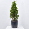 BUXUS MICROPHYLLA FAULKNER MACETA 10L CONO 40/60 CM