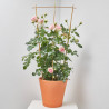 ROSAL PERFUMADO TREPADOR GRANDIFLORA 5 LITROS