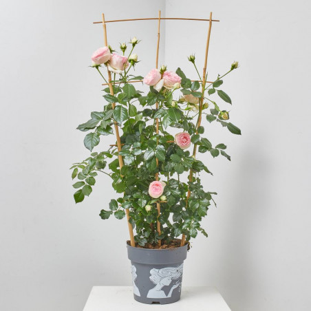 ROSAL PERFUMADO TREPADOR GRANDIFLORA 5 LITROS