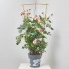ROSAL PERFUMADO TREPADOR GRANDIFLORA 5 LITROS