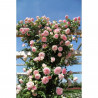 ROSAL PERFUMADO TREPADOR GRANDIFLORA 5 LITROS