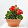 PELARGONIO TARRINA 25CM