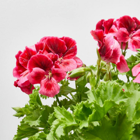 PELARGONIO TARRINA 25CM