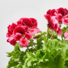 PELARGONIO TARRINA 25CM