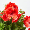 PELARGONIO TARRINA 25CM