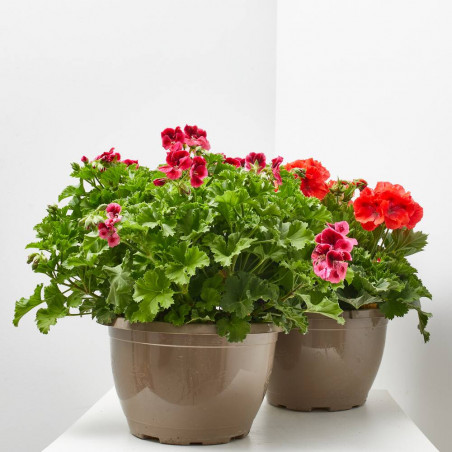PELARGONIO TARRINA 25CM