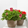 PELARGONIO TARRINA 25CM