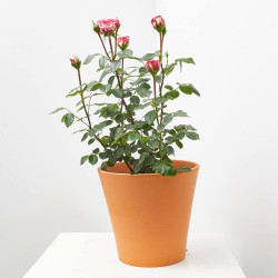 ROSAL FLORIBUNDA MACETA 3L