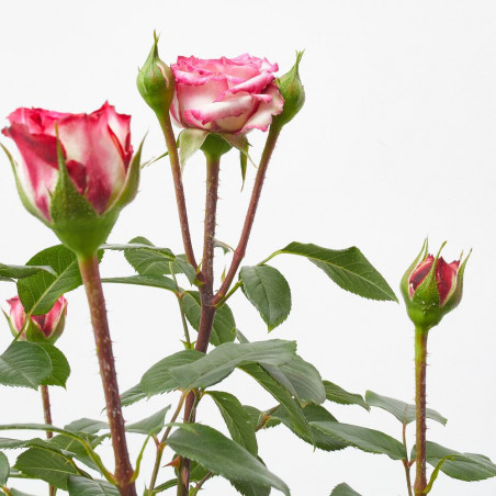 ROSAL FLORIBUNDA MACETA 3L