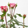 ROSAL FLORIBUNDA MACETA 3L