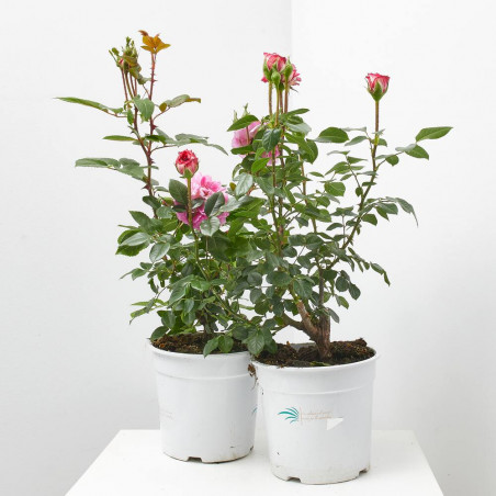 ROSAL FLORIBUNDA MACETA 3L