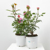 ROSAL FLORIBUNDA MACETA 3L
