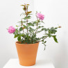 ROSAL FLORIBUNDA MACETA 3L