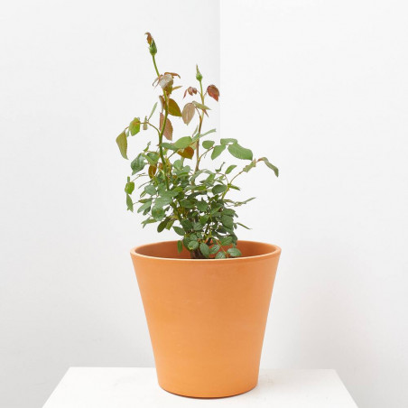 ROSAL COLECCIÓN MACETA 17CM